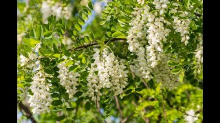 Robinia pseudoacacia [upl. by Avahc]