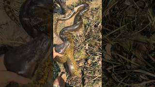 I’m looking for a 20 foot anaconda snake youtubenaturewildlifecrazyviralvideoanimalsshorts [upl. by Naik]