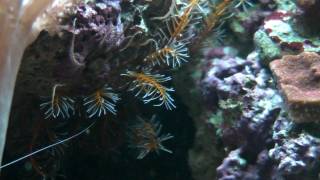 Crinoid Feather Star in Home Aquarium [upl. by Dempsey319]