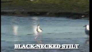 Blacknecked Stilt Himantopus Mexicanus [upl. by Thatch86]