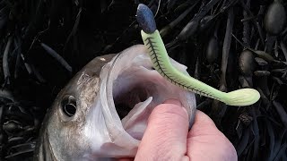 Lure fishing for Bass UK 2024  Bass fishing Wales bassfishing lurefishing [upl. by Mauldon]