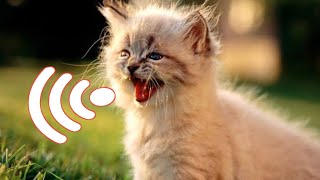 Meow Meow Baby Crying  Kitten Calling For Mom Sounds  Kittens Meowing [upl. by Gregorius375]