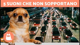 I 5 SUONI che i CANI ODIANO di più 🐶🔊❌ Non li sopportano [upl. by Nesral]