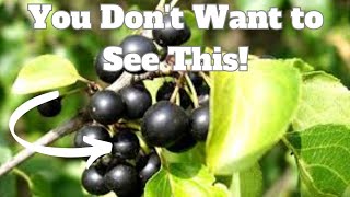 How to Best Approach Buckthorn Management [upl. by Naujtna]