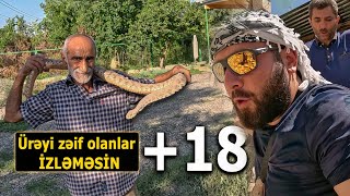 Ağdam  İLANLARI ƏLLƏRİ İLƏ TUTAN ADAM [upl. by Parrott]