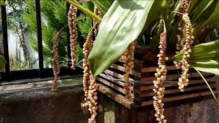 Bulbophyllum Pholidota Imbricata Rattlesnake Orchids flower [upl. by Airalednac932]