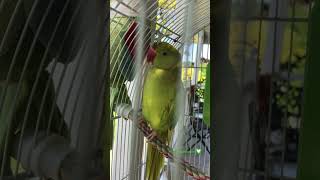 Bath Fresh Air amp Sun  “BEEPBEEP”😁 birds shorts parrots pets [upl. by Karen]