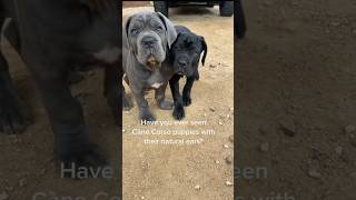 Cane Corso puppies natural ears corso canecorso dog canecorsolovers puppy cute [upl. by Rahel925]