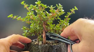 Pruning My Lilliput quotVolcanoquot Bonsai Tree  Portulacaria Afra [upl. by Aerdnahc]