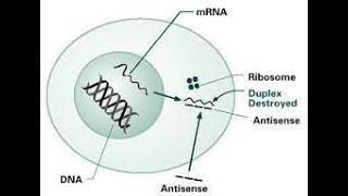 Antisense RNA Technology [upl. by Cherilynn]