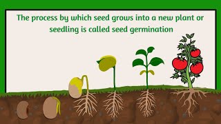 seed germination  what is a seed germination From seed to plant [upl. by Thielen]