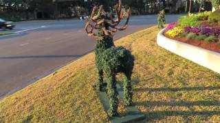 Reindeer at Palmetto Dunes Oceanfront Resort Hilton Head Island SC [upl. by Yeleen]