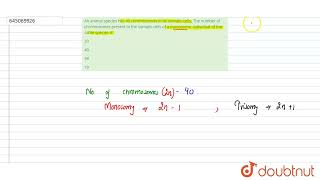 An animal species has 40 chromosomes in its somatic cells The number of chromosomes present in [upl. by Aihsyt]