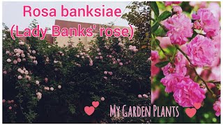 My Gardens Flora  Rosa Banksiae commonly called Lady Banks rose Pink Variety [upl. by Falo]