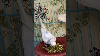 Budgies favourite foods rbnbirds birds budgies lovebirds parrot pets shorts [upl. by Hackney]