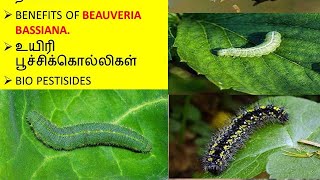 Beauveria Bassiana Bio Insecticide பயன்கள் மற்றும் நன்மைகள் [upl. by Odnamra]