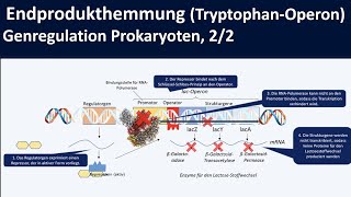 TryptophanOperon Endprodukthemmung am Beispiel trpOperon  Genregulation Prokaryoten 22 [upl. by Sdlonyer]