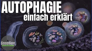 Was passiert bei der Autophagie einfach erklärt Zelle Mitochondrien Ribosomen Lysosomen Fasten [upl. by Raynata]