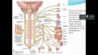 Autonomic Nervous System Parasympathetic Receptors [upl. by Atims]