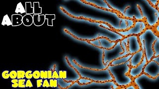 All About The Gorgonian Sea Fan or Yellow Finger Gorgonian Sea Fan [upl. by Campney]