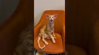 Keebler the Oriental Shorthair Sings his Songs [upl. by Novihc]