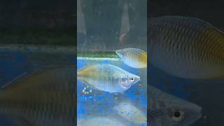 Big size Boesemani rainbow fish 🌈 rainbow fish red orange india youtube viral shortvideo [upl. by Tsirhc430]