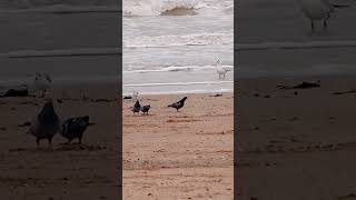 Pigeons sanderlings and black headed gull [upl. by Esilanna979]