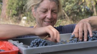 A new crop The rise of women winemakers [upl. by Raddie504]