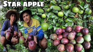 Napakasarap na prutas STAR APPLE pamimitas [upl. by Readus]