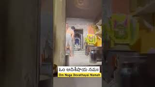 నాగుల చవితి సందర్భంగా కుక్కే సుబ్రహ్మణ్యేశ్వర స్వామికి పాలాభిషేకంతో దివ్యదర్శనం nagula shorts [upl. by Samp]