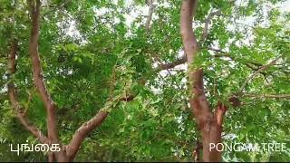 Pongamia pinnata [upl. by Rutherford]