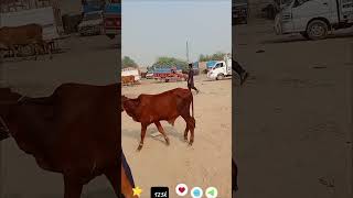 Sahiwal baby bull bull cow farming animalslivestock [upl. by Sihunn]