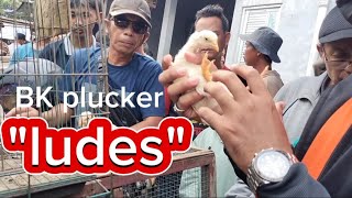 Anakan bk pluckerPama ludes di pasar Bekonangms Pramono [upl. by Yonah]