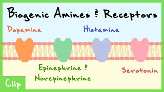 Biogenic Amines Transmitter System Explained Catecholamines Serotonin Histamine  Clip [upl. by Pinkerton]