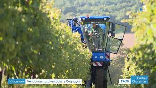 Viticulture  vendanges tardives dans le Cognaçais [upl. by Bose]