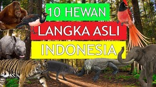 HAMPIR PUNAH INILAH HEWAN YANG LANGKA ASLI INDONESIA [upl. by Adnaval]