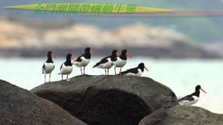 金門蠣鷸集群生態 Eurasian Oystercatcher In Kinmen Island [upl. by Elman820]