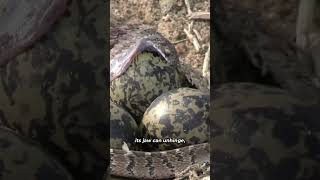 Egg Eater Snake Natures Remarkable Swallower  Dasypeltis scabra in Africa shorts [upl. by Aikym182]