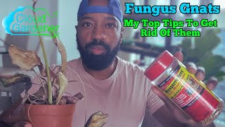 Top Tips How To Get Rid Of Fungus Gnats [upl. by Still]