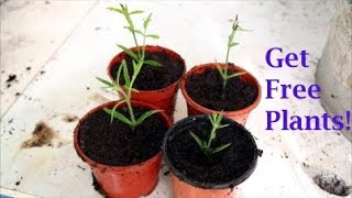 How to Take Verbena Cuttings [upl. by Aecila729]