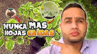 🪴 Como CUIDAR la PLANTA de INCIENSO EN MACETA ▶ Se le CAEN las HOJAS  Como REPRODUCIR [upl. by Analaj47]