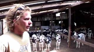 Calf Feeder CF150  DeLaval Automated Milking Solutions  DeLaval [upl. by Hodge]