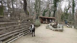 Ziegen Herde Kitz Emma Tiroler Capra Tiergarten Zoo Schönbrunn Tirolerhof Bauernhof Goat [upl. by Belva]