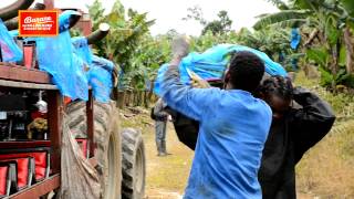 Filière Banane Guadeloupe amp Martinique [upl. by Norel]