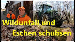 Wildunfall und Eschen schubsen Mit John Deere 6400 Ritter Husqvarna [upl. by Eener]