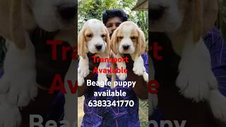 Beagle puppy sale in maduraicoimbatorechennaiTrichyVelloreselamerodebeaglepuppypetstamil [upl. by Ateekal]