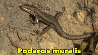 Muurhagedis  Podarcis muralis [upl. by Dulce793]