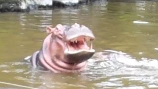 Taipei Zoo Nile Hippos 台北動物園河馬 [upl. by Einnod]