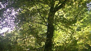 Parfaite harmonie automnale dans le bois des Bruneaux à Firminy le 31 octobre 2024 [upl. by Klump]