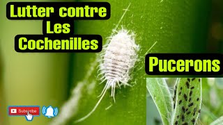 11 Lutter contre les PuceronsCochenilles 3 méthodes Bio [upl. by Meekahs]